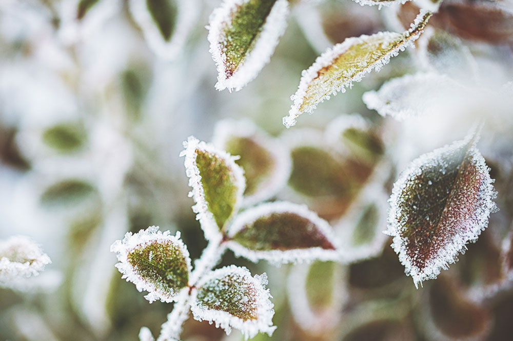 Should I fertilise my garden in a Canberra Winter?