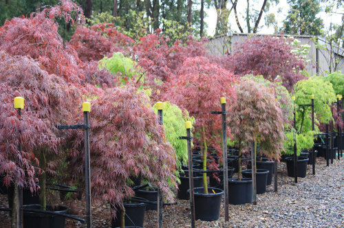 What are the best times to plant shrubs and trees in Canberra?