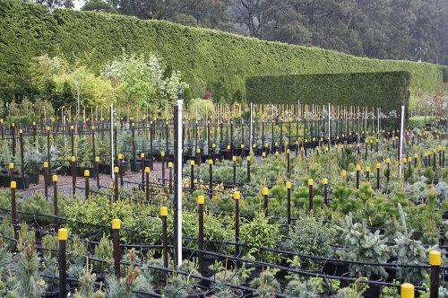 Should I plant shrubs and trees in a Canberra Winter?