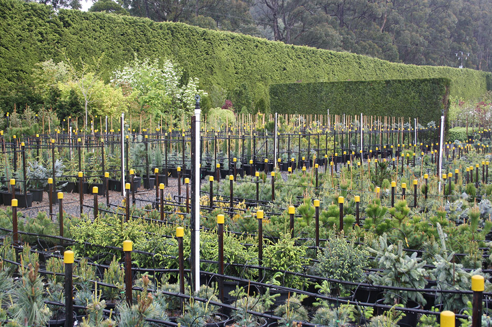Should I plant shrubs and trees in a Canberra Winter?