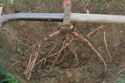 Photo of a fruit tree with bare roots
