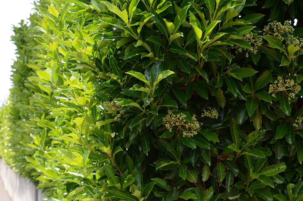 What is attacking my Viburnum hedge in my Canberra garden?