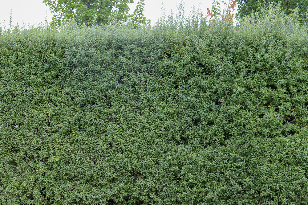 Why are my Pittosporums dying in my Canberra garden?