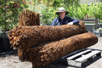 Super-advanced tree ferns