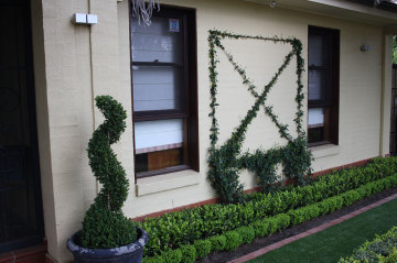 Braddon garden with developing espalier