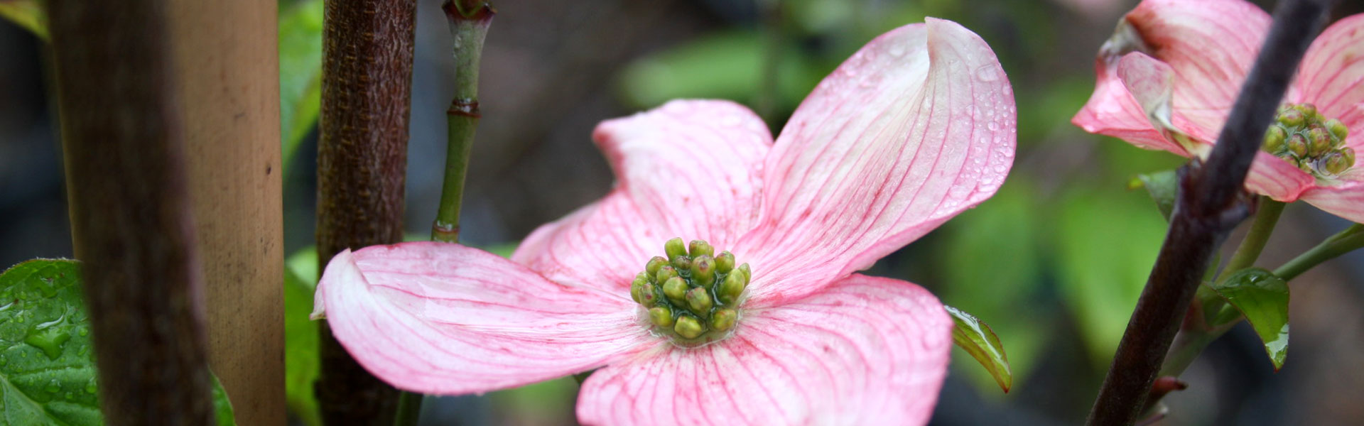  Macro photo of a Pink Dogwood flower